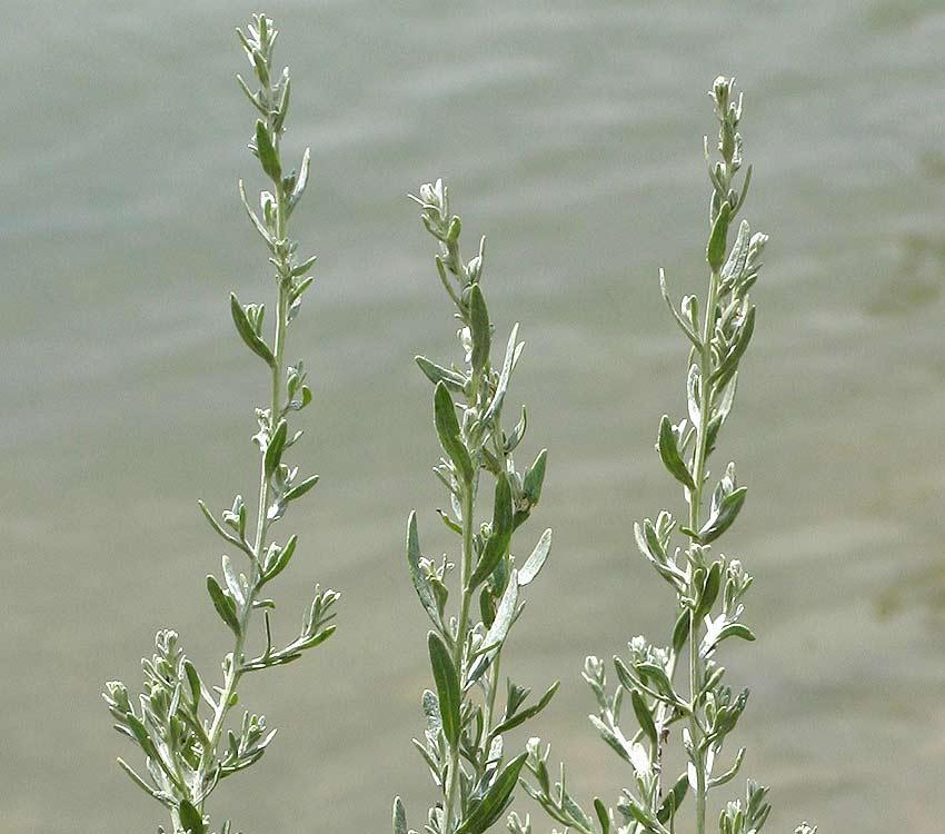 4.3.18. MORSKI PELIN - Artemisia caerulensens L., Asteraceae Narodni nazivi: šantonika, šanantonika, šantonik Artemisia caerulensens L.