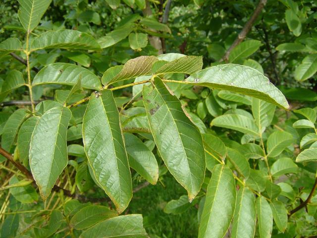 4.3.19. ORAH Juglans regia L., Juglandaceae Narodni nazivi: orih, orah Orah, Juglans regia L., stablo je koje može narasti do visine 25m.