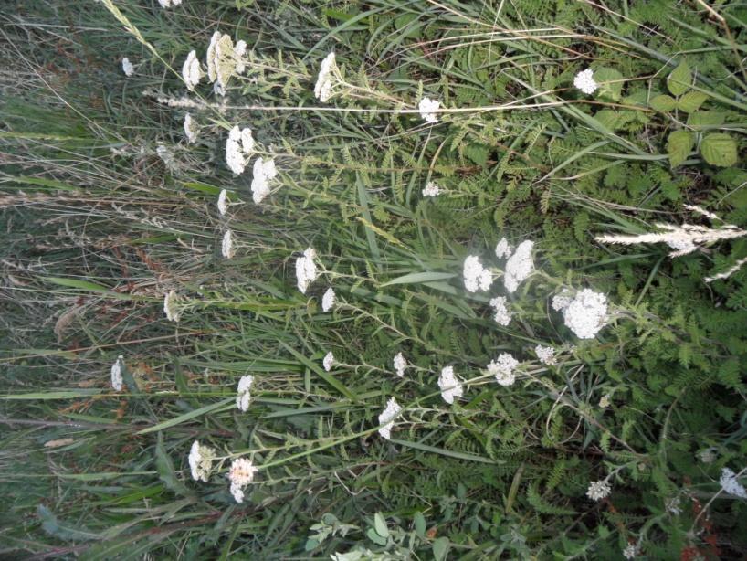 4.3.24. STOLISNIK Achillea millefolium L., Asteraceae Narodni nazivi: stolisnik, sporiš Achillea millefollium L., stolisnik, biljka je koja raste po cijeloj Europi po livadama i pašnjacima.