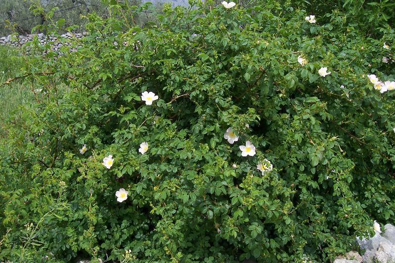 4.3.25. ŠIPAK (Divlja ruža) Rosa canina L., Rosaceae Narodni nazivi: šipak, divja ruža, šipun, šipkovinići, šipunići Divlja ruža, Rosa canina L.