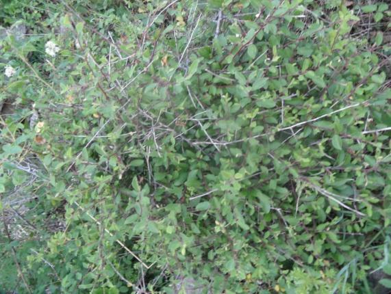 4.3.26. TRNINA Prunus spinosa L., Rosaceae Narodni nazivi: trnina, trnjina, crni trn Trnina, Prunus spinosa L.