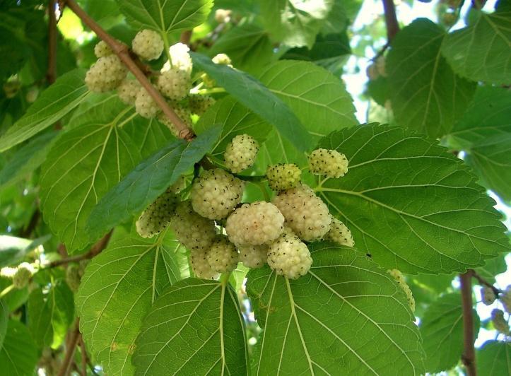 4.4.7. DRIJEN Cornus mas L., Cornaceae Narodni nazivi: drijen, drijenak, drenjina, dren Ispitanici su naveli drijen kao biljku koju koriste za jelo i za liječenje.