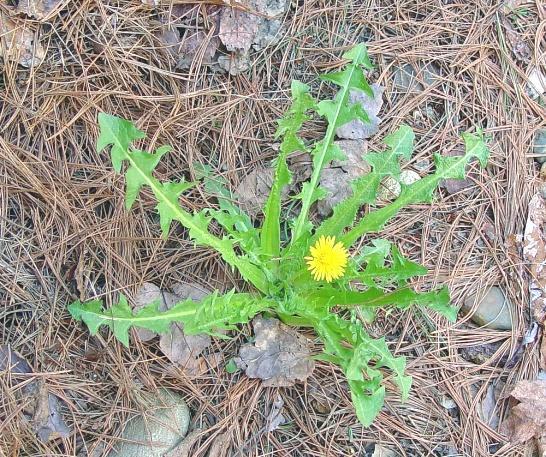 4.4.13. MASLAČAK Taraxacum officinale L., Asteraceae Narodni nazivi: divlji radić, divji radić, maslačak Maslačak, Taraxacum officinale L.