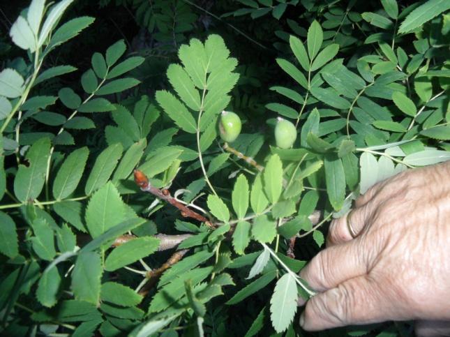 4.4.15. OSKORUŠA Sorbus domestica L., Rosaceae Narodni nazivi: oskoruša Sorbus domestica L.