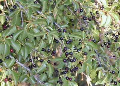 4.4.17. PLANIKA Arbutus unedo L., Ericaceae Narodni nazivi: planika Planika, Arbutus unedo L., jedina je biljka našeg podneblja koja na stablu u isto vrijeme ima i cvijet i plodove.