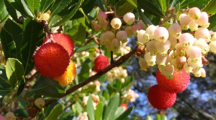 Objasnili su i da planika na otoku Krku raste samo na području Risike, te se iz tog razloga rjeđe koristi. Slika 4.4.17. PLANIKA Arbutus unedo L., Ericaceae (http://www.pticica.