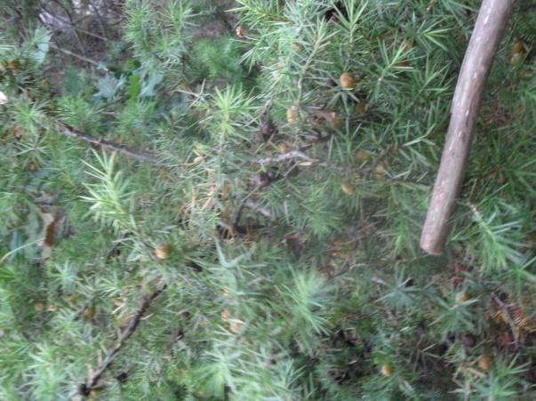 4.4.19. SMOKVA Ficus carica L., Moraceae Narodni naziv: smokva Smokva, Ficus carica L., raste kao samonikla biljka između kamenja i zidova.