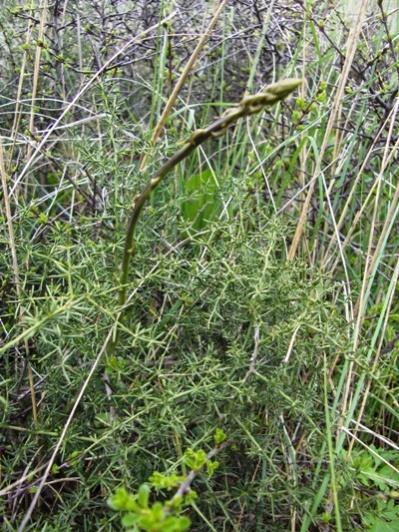 4.4.21. ŠPAROGA Asparagus acutifolius L., Liliaceae Narodni naziv: šparoga, šparuga Šparoga, Asparagus acutifolius L., raste u našim primorskim krajevima, te se beru proljetni mladi izdanci.