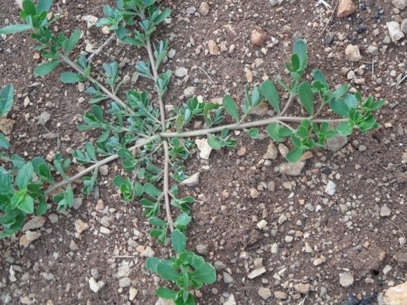 4.4.24. TUCANJ Portulaca Oleracea L., Portulacaceae Narodni naziv: tucanj, tušanj Tucanj, Portulaca oleracea L.