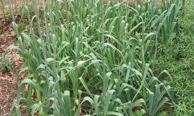 ČEŠNJAK ljekovito bilje Tekst: Vesna Pleše Foto: arhiv Čudesan lijek iz prirode Češnjak (Allium sativum L.) pripada porodici ljiljana, podrijetlom je iz Srednje Azije.