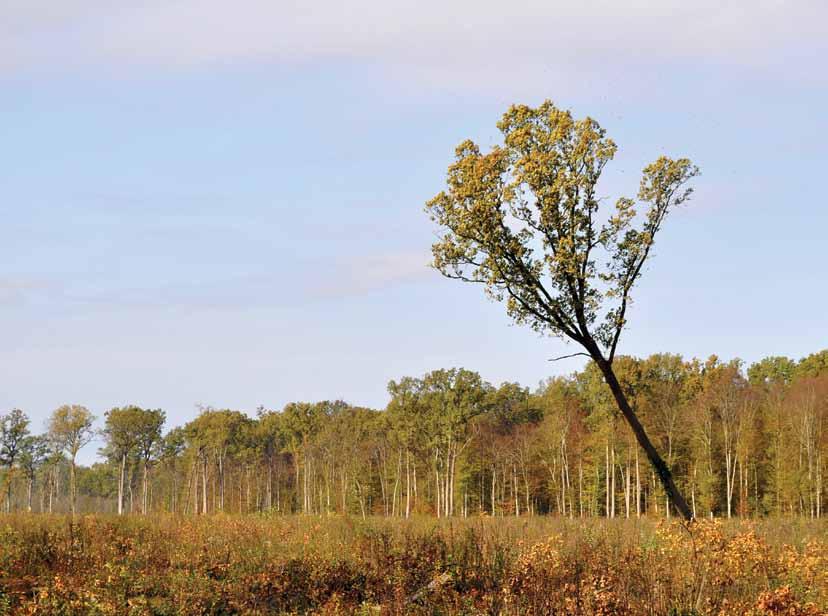 Spačvanski hrast lužnjak Obnova 140 godina stare lužnjakove šume Bogate slavonske šume hrasta lužnjaka kojima gospodari Uprava šuma podružnica Vinkovci poznate su u cijelome svijetu stoga je prava