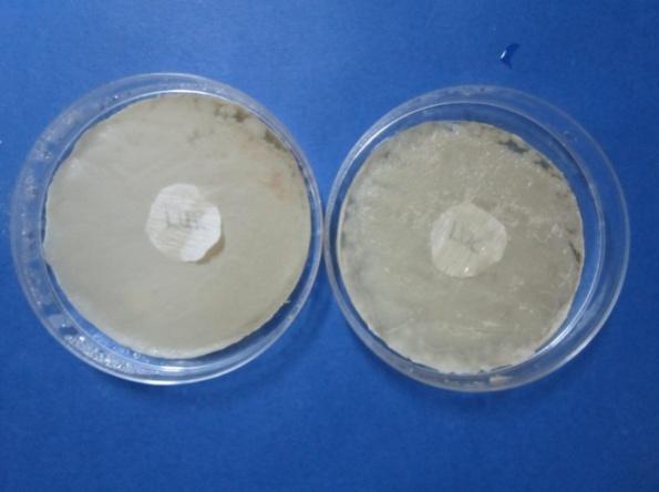 Eterična ulja lavande i ružmarina pokazuju djelovanje na obje istraživane kolonije, dok ostali prirodni antibiotici u samostalnom