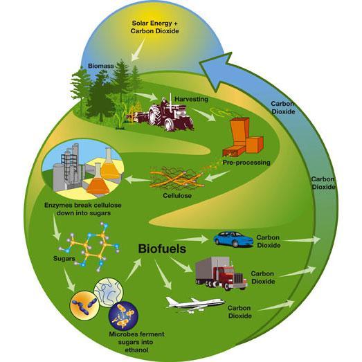 Slika 2: Potencijal šumske biomase (Izvor: www.triplepundit.
