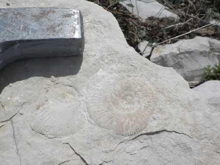 4. REZULTATI Na istraživanom lokalitetu pronađeni su brojni fosilizirani ostaci, u prvom redu glavonožaca, posebice amonita i belemnita.