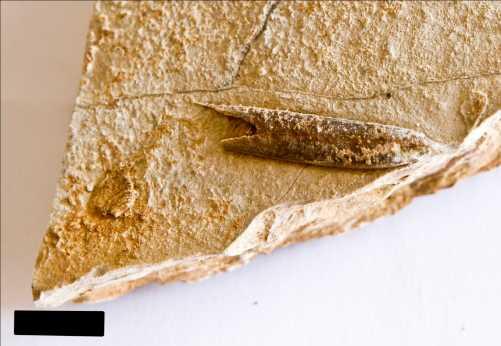 4.2.1. BELEMNIT (1) Ovaj fosiliziran primjerak predstavlja rostrum jurskog belemnita. Ostatak ima sitna oštećenja s prednje strane na jednoj od rostralnih lamela.