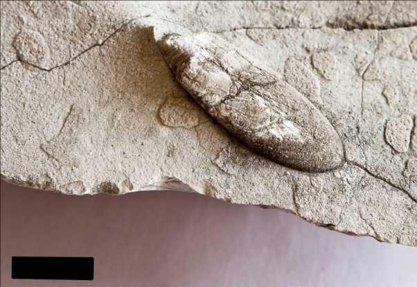 Slika 7. - Belemnit, drugi primjerak. Mjerilo označava 1 cm. 4.3. APTYCHUS Aptychus izgleda kao vapnenačka pločica i veličine je 1 cm.