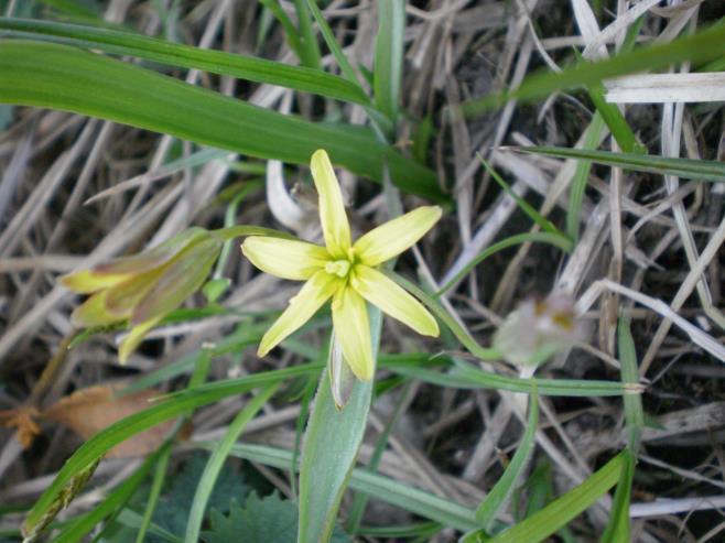 Slika 33. Gagea lutea L.