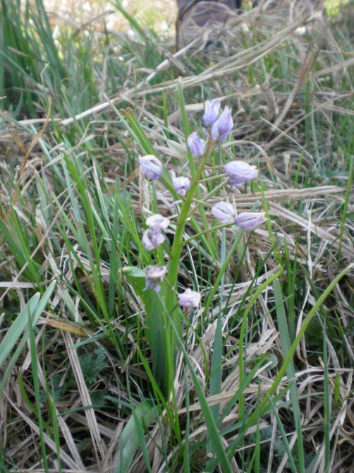 u Zelengaju Slika 33. Scilla bifolia L.