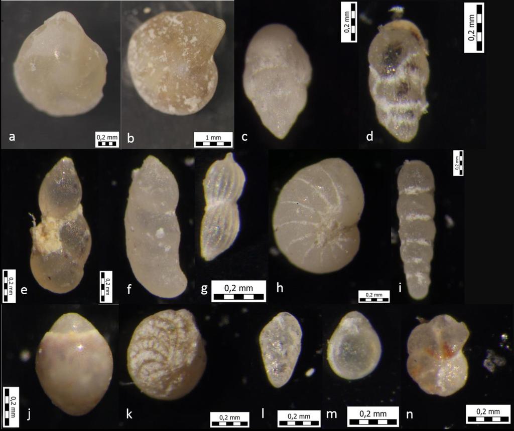 Iz ukupno jedanaest uzoraka određeno je dvadesetpet rodova foraminifera (Tablica 2). Najviše rodova određeno je u uzorku GS 6, a najmanje u uzorku GS 11.