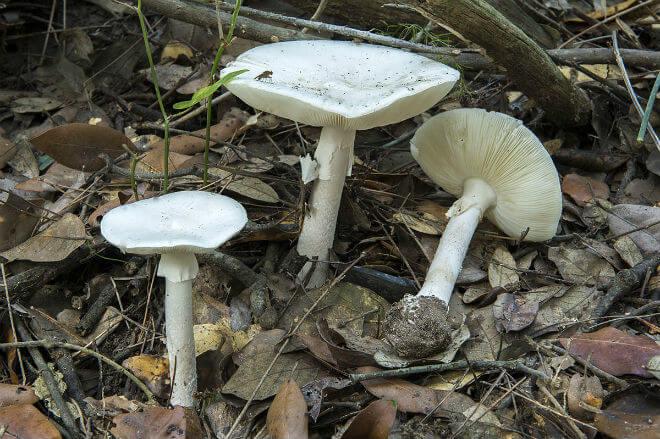 smrdljiva pupavka (Amanita virosa) - širok, zvonolik i potpuno bijel klobuk, visok i cilindričan stručak, neugodan miris, bijele, prozirne i okrugle spore, raste od