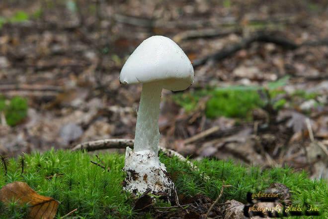 svijetložuta muhara (Amanita gemmata) - širok, polukuglast i otvoren klobuk žute boje, šupalj stručak koji završava jakim okruglim zadebljanjem, jedva primjetan miris, eliptične, bezbojne