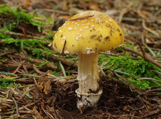 panterova muhara (Amanita pantherina) - širok i otvoren klobuk smeđesive boje, visok i bijel stručak, neodređen miris, a u starih primjeraka