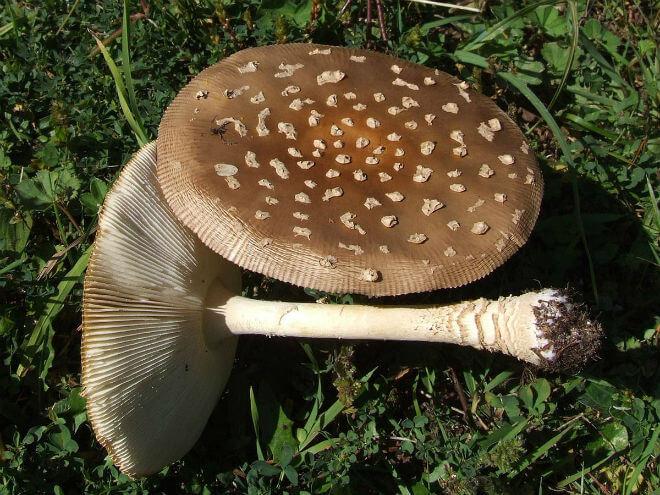 haringača (Lepiota cristata) - širok i tupo ispupčen klobuk prekriven smeđecrvenim čehicama, visok, valjkast, bijel i u dnu crvenkast stručak, neugodan miris