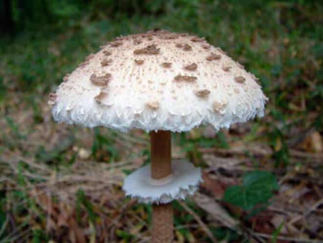 otrovna pečurka (Agaricus xanthoderma Genevier) - širok, bijel i spljošten klobuk, visok, cilindričan i vitak stručak, miriše na tintu ili karbolnu kiselinu,