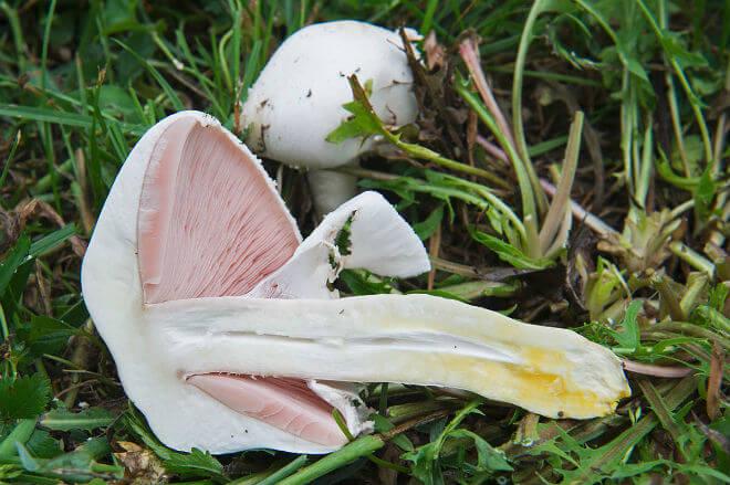 otrovna pečurka (Agaricus xanthoderma) - širok, otvoren i malo ispupčen klobuk tamnosmeđe boje, visok, cilindričan i bijel stručak, neugodan miris