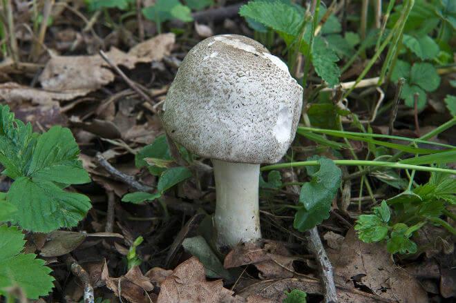 sumporača (Hypholoma fasciculare) - raširen i sumporasto-žut klobuk, visok i tanak stručak jednake boje, blago neugodan miris, purpurno-smeđe i jajolike spore,