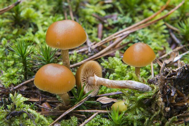 lilasta debelonoška (Cortinarius traganus) - raširen, vlaknast i ljubičast klobuk, debeo, vlaknasto-ljuskast i ljubičast stručak,