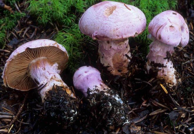 ljuskava koprenka (Cortinarius bolaris) - širok i izvrnut klobuk prekriven malim bakrenastim čehama, jednoličan i malo svjetliji stručak,