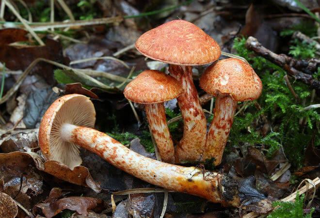 crvenjača (Cortinarius orellanus) - otvoren i tupo ispupčen klobuk smeđe boje prekriven sitnim baršunastim čehicama smeđe-crvene boje, valjkast, tanak i gladak stručak iste boje, miriše na repu,