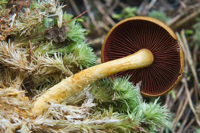 crvenkasta cjepača (Inocybe patouillardi) - raširen, radijalno iscijepan i vlaknast i crven klobuk, visok, robustan i valjkast stručak crvenkaste boje, miris nije izražen,