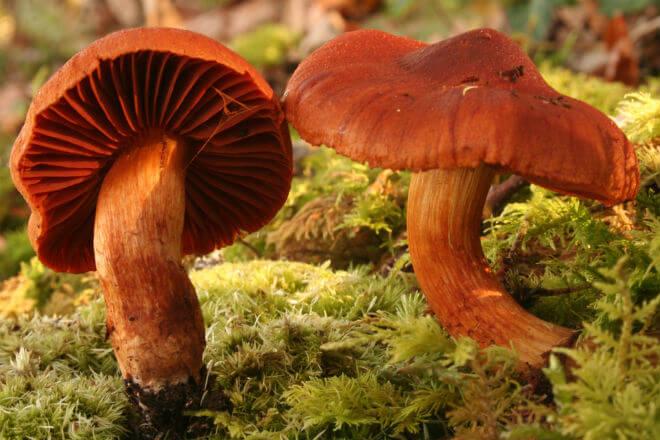 ušiljena cjepača (Inocybe fastigiata) - raširen i oštro ispupčen klobuk s radijalni iscijepanim i izvrnutim rubom, bijele ili smeđe-oker boje, visok, valjkast, bijel ili