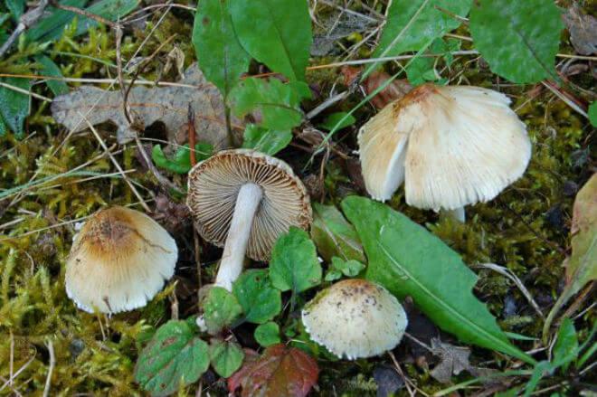 pjegava cjepača (Inocybe maculata) - raširen, ispupčen i jako radijalno ispucan klobuk od svijetlosmeđe do tamnosmeđe boje, valjkast, bjelkast i gomoljasto zadebljan stručak prekriven