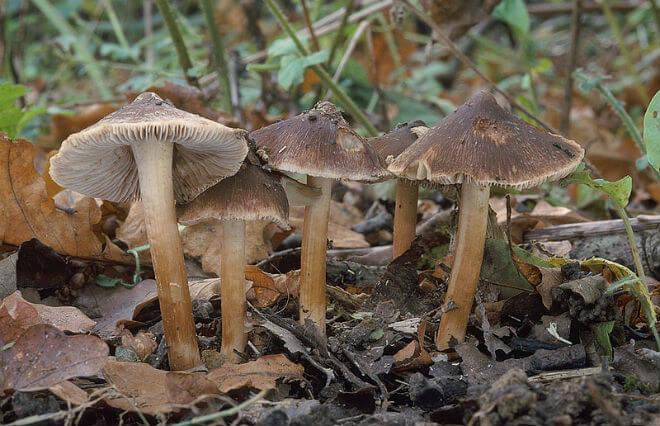 zemljasta cjepača (Inocybe geophylla) - raširen i ispupčen klobuk bijele boje, valjkast stručak sa zadebljanom i gomoljasto obrubljenom osnovom, neugodan miris po spermi,