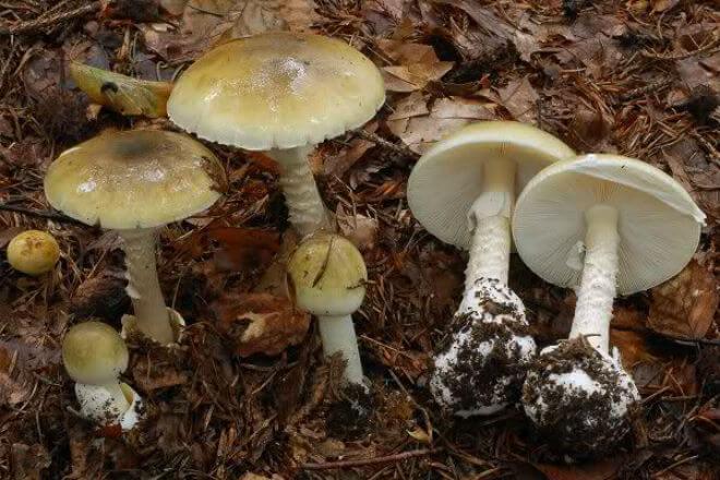 olovasta rudoliska (Entoloma sinuatum) - čvrst klobuk ispupčena tjemena vijugavog i iscijepanog ruba, sive boje, bjelkast i prema dnu nakaradno odebljan stručak, jak miris po svježem brašnu