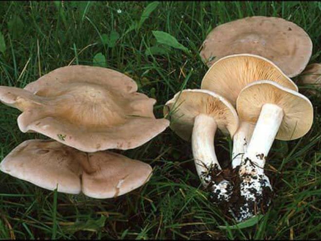 prugasta kružoliska (Tricholoma virgatum) - raširen klobuk s jasnim ispupčenjem, pepeljastosive boje, cilindričan, vitak i bjelkast stručak,