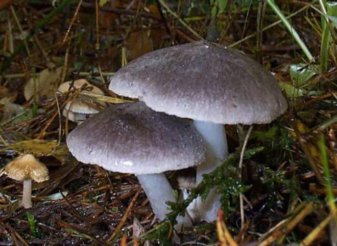 tigrasta vitezovka (Tricholoma pardinum) - raširen i nepravilno valovit klobuk podvinuta ruba sive ili sivo-smeđe boje, robustan, tvrd, bijel ili oker stručak, miris po