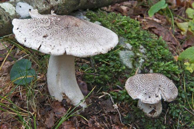 otrovna brašnjača (Clitocybe dealbata) - otvoren i u središtu malo ulegnut klobuk bijele boje, jako vlaknast, cilindričan, često svijen i bijel stručak, miris po svježem brašnu, glatke,