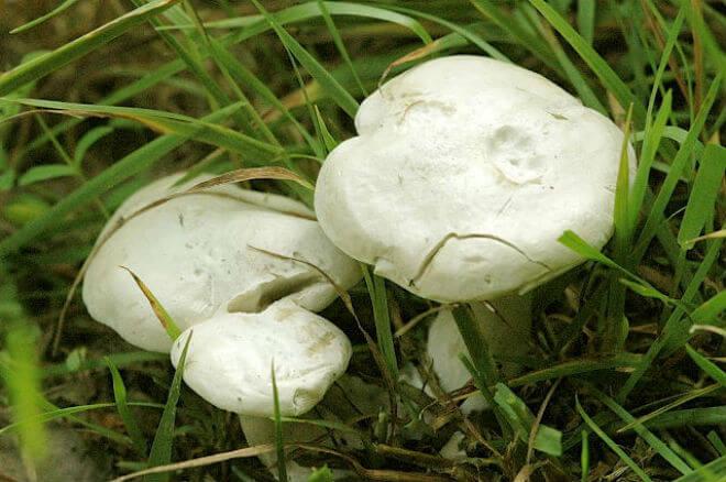 bijela otrovnica (Clitocybe cerussata) - malo ulegnut i konveksan klobuk bijele boje sa žuto-smeđim tonom, bjelkast i pri dnu dlakav