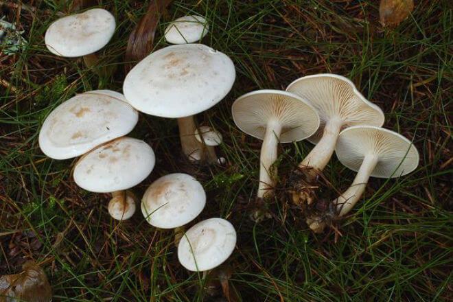 brezovka (Lactarius torminosus) - otvoren i ljevkasto ulegnut klobuk narančasto-crvene boje prekriven isprepletenim nitima, cilindričan i pod klobukom debeo stručak, ugodan miris