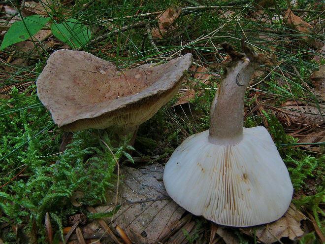 ćilimasta mliječnica (Lactarius cilicioides) - u sredini udubljen, a na kraju raširen ili ljevkast klobuk bijele boje, kratak i bjelkast stručak sa smeđim mrljama, miriše na pelargoniju,