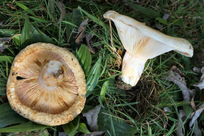 smrdača (Russula foetens) - konveksan i na kraju otvoren klobuk žutosmeđe boje, cilindričan i žuto-bijel stručak, neugodan miris,