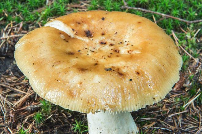 bljuvara (Russula emetica) - plosnat, crven, ružičast ili crveno-smeđ klobuk, bijel, lomljiv i cilindričan stručak, miriše po voću, bijele i okruglaste