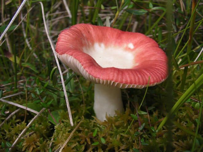 zavodnica (Omphalotus olearius) - širok klobuk narančaste boje s crvenim vlaknima, visok, vlaknast i narančasto-smeđ stručak, ugodan miris, žuto-bijele, okrugle ili