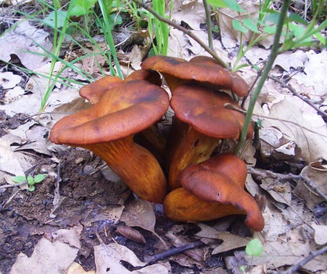 osjetljiva uvijača (Paxillus involutus) - na rubu rebrast i jako uvijen klobuk smeđe-žute ili žuto-ružičaste boje, cilindričan, žut ili smeđ stručak, pri kuhanju pocrni, eliptične i žuto-smeđe spore,