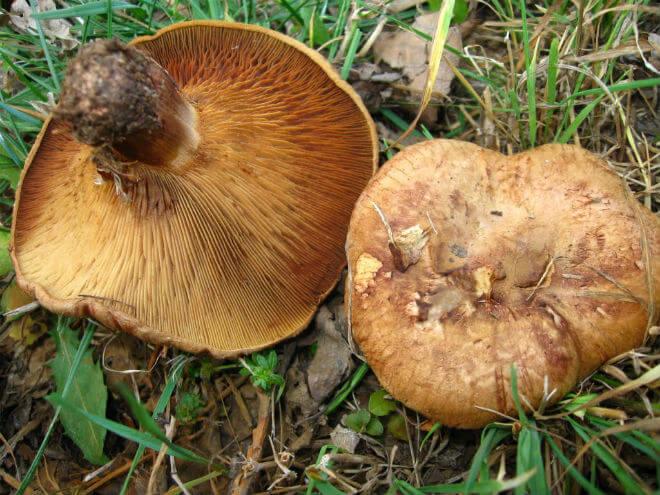 ludara (Boletus satanas) - spada u otrovne gljive slične vrganju, debeo, tvrd i sivo-bijel klobuk, kratak i na dnu odebljan stručak crvene boje, neugodan miris, vretenaste i