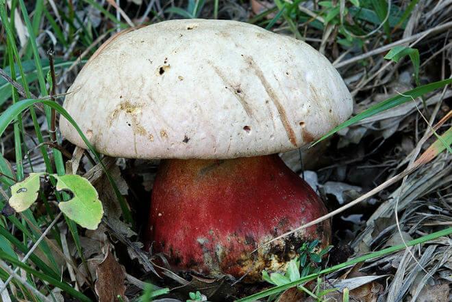 otrovna capica (Ramaria formosa) - prilično razgranato plodno tijelo, mekane grančice narančasto-crvene boje, kratak, bjelkast i vrlo lomljiv panj, bez